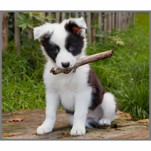 Torcia Cani Cachorros