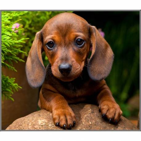 Linterna Perros Cachorros  Linternas Proyector