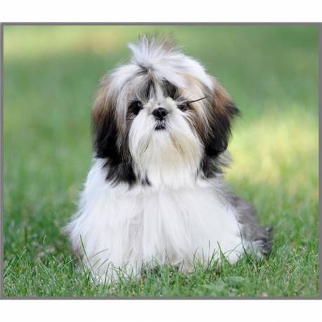 Torcia Cani Cachorros