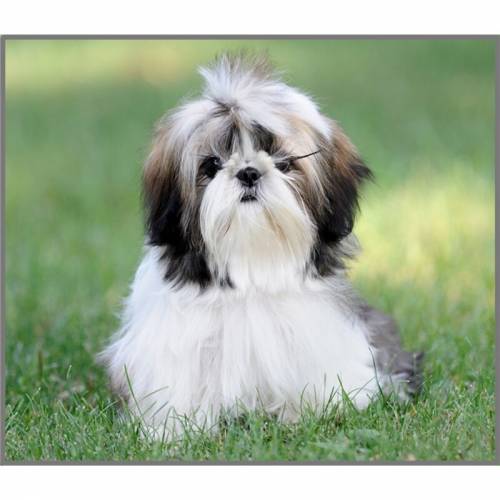 Torcia Cani Cachorros