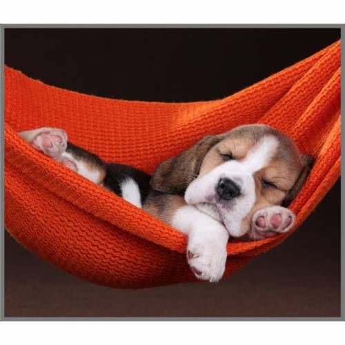 Torcia Cani Cachorros