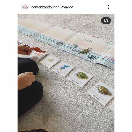 Lona líneas del tiempo Montessori (4 metros) Escuela Viva Historia