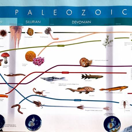 Timeline of Life (lavoro)