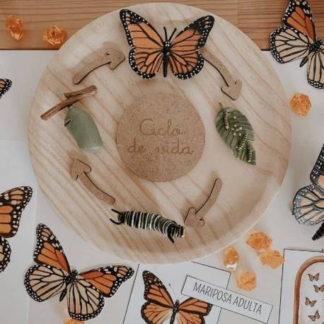 Ciclo de vida mariposa monarca Safari LTD Ciclos de la vida