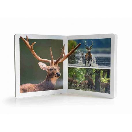 Libro Grande - Animales del bosque Nowordbooks Nowordbooks