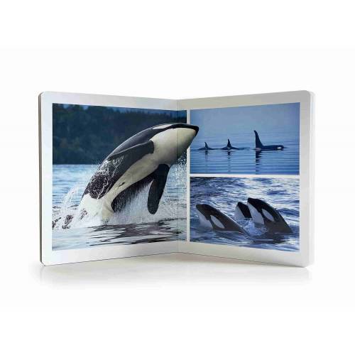 Libro Grande - Animales marinos Nowordbooks Nowordbooks