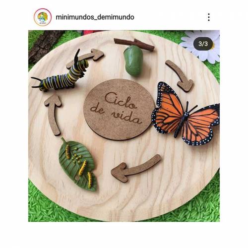 Base circular de madera Ø26cm  Ciclos de la vida