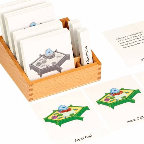 Carte di parti di cella (inglese)