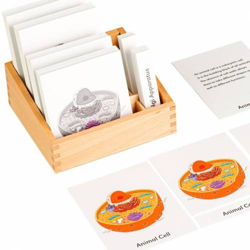Tarjetas de las partes de la célula Animal (EN) Nienhuis Tarjetas Montessori