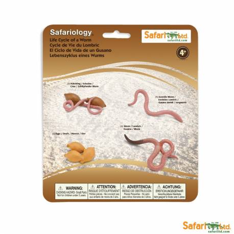 Ciclo de vida del gusano Safari LTD Ciclos de la vida