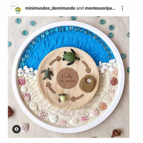 Ciclo di vita della tartaruga marina 2