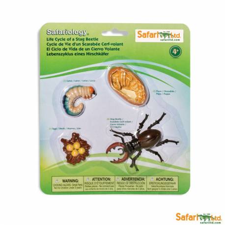 Ciclo de la vida del escarabajo Safari LTD Ciclos de la vida