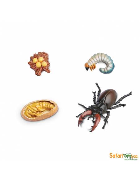 Ciclo de la vida del escarabajo Safari LTD Ciclos de la vida