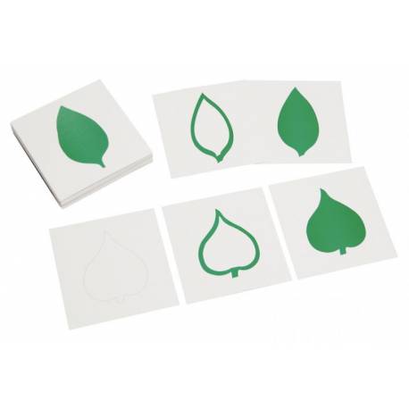 Tarjetas gabinete botánica 18 pz Montessori para todos Botánica y Zoología 2