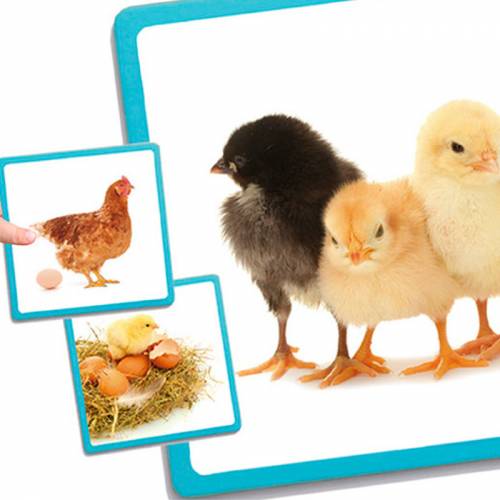 Maxi - Carte del ciclo di vita