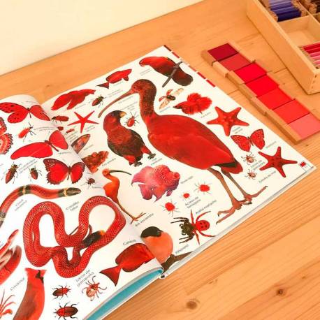 Libro de arcoíris de animales  Libros con Imágenes Reales