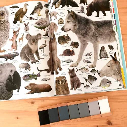 Libro de arcoíris de animales  Libros con Imágenes Reales