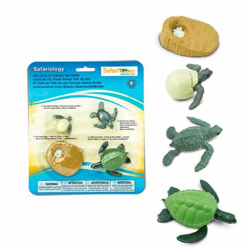 Ciclo de vida de la tortuga de mar Safari LTD Ciclos de la vida