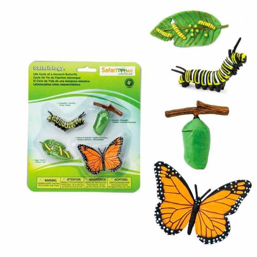 Ciclo de vida mariposa monarca Safari LTD Ciclos de la vida