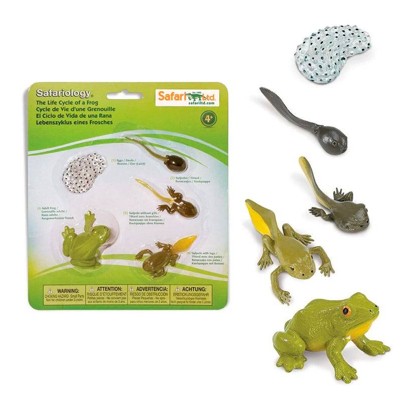 Learning Resources Ciclo Vita Rana Magnetico Gigante - Magneti Jumbo Lavagna Per Bambini 5+