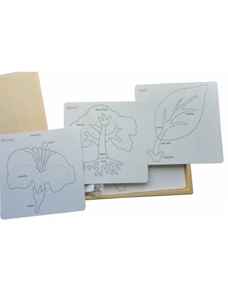 Actividades de botánica Montessori para todos Botánica y Zoología