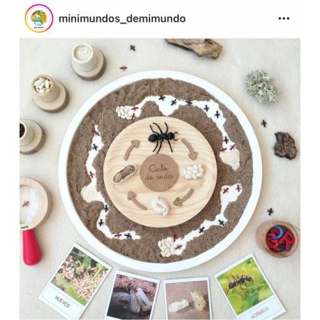 Ciclo de vida de la hormiga Safari LTD Ciclos de la vida 2
