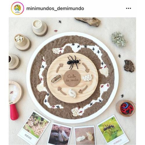 Ciclo di vita della formica