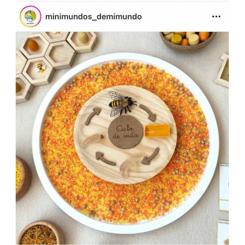 Ciclo di vita dell'ape