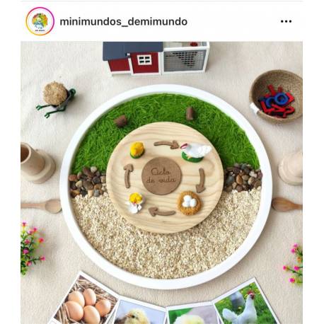 Ciclo di vita della gallina 2