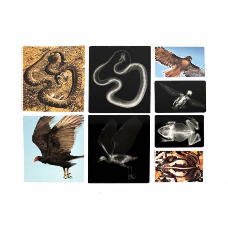 Radiografías animales Roylco Ciencia y medio ambiente