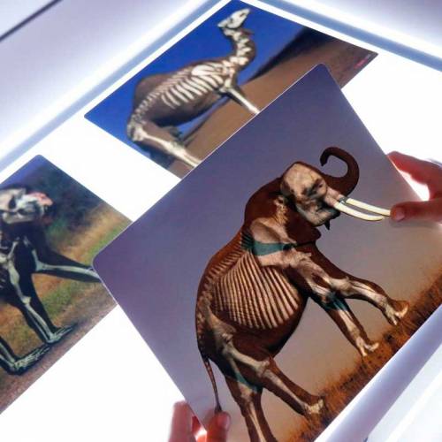 Cosa c'è dentro gli animali?