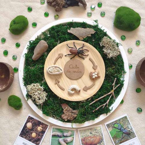 Ciclo di vita di scarafaggio