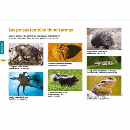 Vita animale Montessori