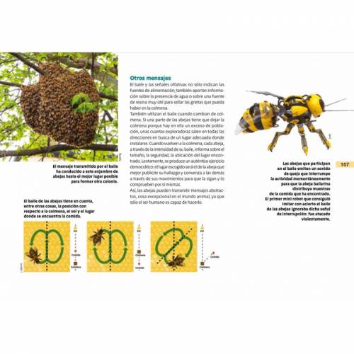 Vita animale Montessori