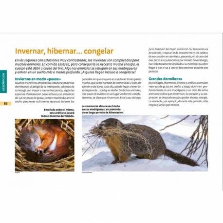 Vita animale Montessori