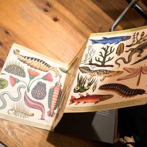 Storia dell'evoluzione - Linea