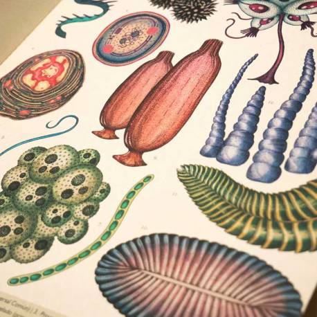 Historia de la Evolución - Línea  Libros con Imágenes Reales