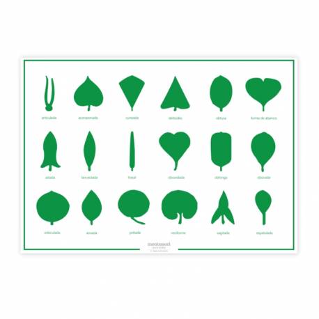 Lámina control Gabinete de botánica - 18 piezas Montessori para todos Botánica y Zoología