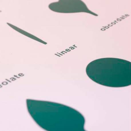 Lámina control Gabinete de botánica - 18 piezas Montessori para todos Botánica y Zoología