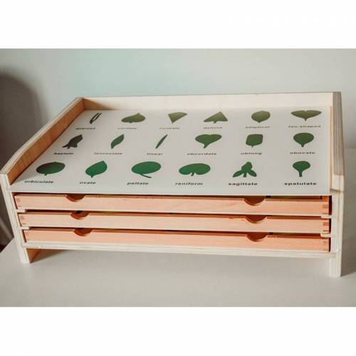 Lámina control Gabinete de botánica - 18 piezas Montessori para todos Botánica y Zoología