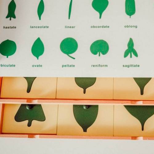 Lámina control Gabinete de botánica - 18 piezas Montessori para todos Botánica y Zoología