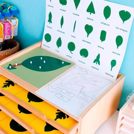 Lámina control Gabinete de botánica - 18 piezas Montessori para todos Botánica y Zoología