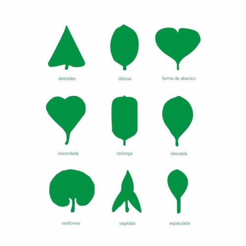 Lámina control Gabinete de botánica - 24 piezas Montessori para todos Botánica y Zoología