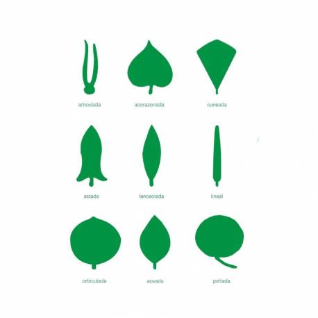 Controllo della lamina Armadio di botanica - 24...