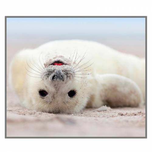 Torcia Funny animali