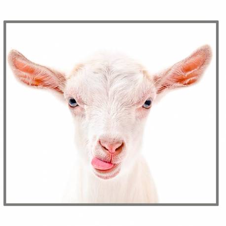 Linterna Animales Divertidos  Linternas Proyector