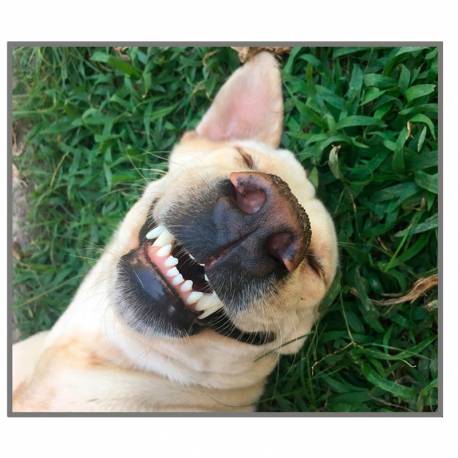 Linterna Animales Divertidos  Linternas Proyector