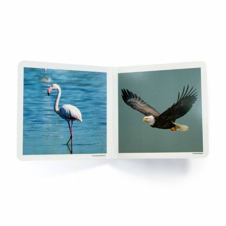 Cuento imágenes reales - Aves Nowordbooks Nowordbooks