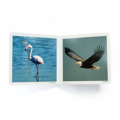 Cuento imágenes reales - Aves Nowordbooks Nowordbooks