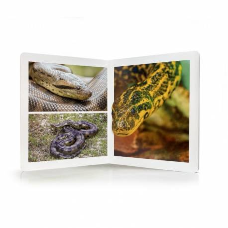 Libro grande - Animales de la Selva Nowordbooks Nowordbooks